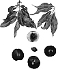 Prunus%20persica%20var.%20nectarine%20%27August%20Lion%20III%27