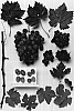 Vitis%20vinifera%20%27Sheegene-1%27