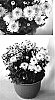 Chrysanthemum%20x%20morifolium%20%27Cool%20Yocheryl%27