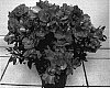 Rhododendron%20hybrida%20%27Provence%27
