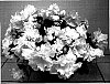 Rhododendron%20hybrida%20%27Tiara%27
