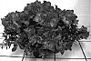 Rhododendron%20hybrida%20%27YBAZ-2028%20Cotton%20Candy%27