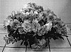 Rhododendron%20hybrida%20%27YBAZ-2147%27