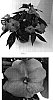 Impatiens%20hawkeri%20%27Balcelimpik%27