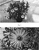 Osteospermum%20hybrida%20%27Sakcadnucop%27