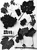 Vitis%20vinifera%20%27Sheegene-10%27