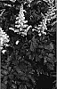 Astilbe%20chinensis%20%27Vision%20in%20White%27