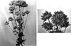 Chrysanthemum%20x%20morifolium%20%27Yohope%27