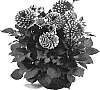 Dahlia%20sp.%20%27DATRETTEN%27