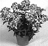 Verbena%20hybrida%20%27Lan%20Uppurmos%27