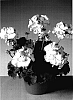 Pelargonium%20x%20hortorum%20%27Fisrello%27