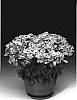 Nemesia%20hybrid%20%27Nemhmago%27