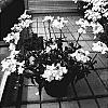 Nemesia%20fruitcans%20%27Penpur%27