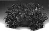Verbena%20x%20hybrida%20%27Raspena%27