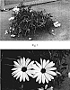 Osteospermum%20hybrida%20%27Kakegawa%20AU20%27