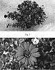 Osteospermum%20hybrida%20%27Kakegawa%20AU19%27