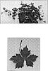 Geranium%20wallichanum%20%27Crystal%20Lake%27