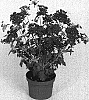Verbena%20hybrida%20%27Lan%20Upmag%27