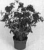 Verbena%20hybrida%20%27Lan%20Upmag%27