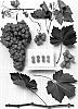 Vitis%20vinifera%20%27%28Sheegene-7%29%27
