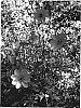 Dahlia%20variabilis%20%27Scalet%20Fern%27