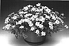 Bidens%20ferulifolia%20%27Bidori%27