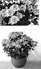 Chrysanthemum%20x%20morifolium%20%27Yomary%27