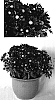 Chrysanthemum%20x%20morifolium%20%27Yotheresa%27
