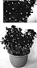 Chrysanthemum%20x%20morifolium%20%27Yoalisha%27