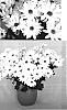 Chrysanthemum%20x%20morifolium%20%27Yorivendell%27