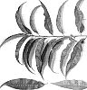 Prunus%20persica%20L%20%27NJF16%27