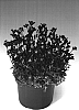 Saxifraga%20x%20arendsii%20%27Rocklet%27