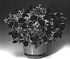 Petunia%20hybrida%20%27Petnitbl%27