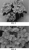 Hydrangea%20macrophylla%20%27Fantasy%27