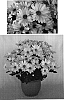 Chrysanthemum%20x%20morifolium%20%27Yohollister%27