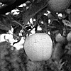Malus%20domestica%20%27McLaughlin%20Gala%27
