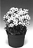 Saxifraga%20x%20arendsii%20%27Rockwhite%27
