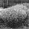 Baptisia%20x%20variicolor%20%27Twilite%27