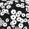 Osteospermum%20ecklonis%20%27DEL%20COM%20WH%27