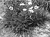Papaver%20orientale%20%27Casino%27