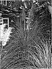 Cortaderia%20selloana%20%27Scarlet%20Wonder%27