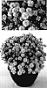 Aster%20hybrida%20%27Yopeter%20the%20Third%27