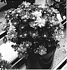 Chrysanthemum%20x%20morifolium%20%27Yophyllis%27