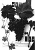Vitis%20vinifera%20%27Sugrathirtytwo%27