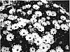 Osteospermum%20ecklonis%20%27DEL%20COM%20YS%27