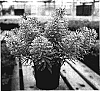 Euphorbia%20characias%20%27Glacier%20Blue%27