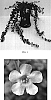 Sutera%20grandiflora%20%27Balabolav%27