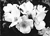 Rosa%20hybrida%20%27cv.%20Radsweet%27