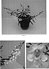 Angelonia%20angustifolia%20%27Balangspri%27
