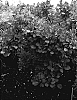 Cotinus%20coggygria%20%27Old%20Fashioned%27